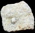 Blastoid (Pentremites) Fossil - Illinois #48641-1